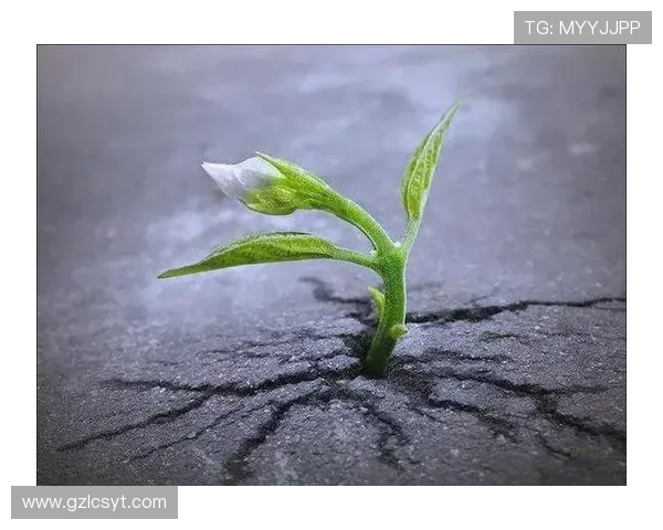 破茧成蝶:在磕碰中淬炼生命的韧性 破茧成蝶:在磕碰中淬炼生命的韧性